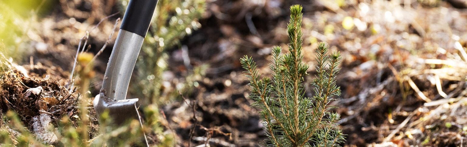 Planting a young tree in soil.